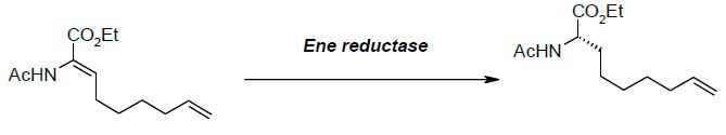 ene-reductase-scheme