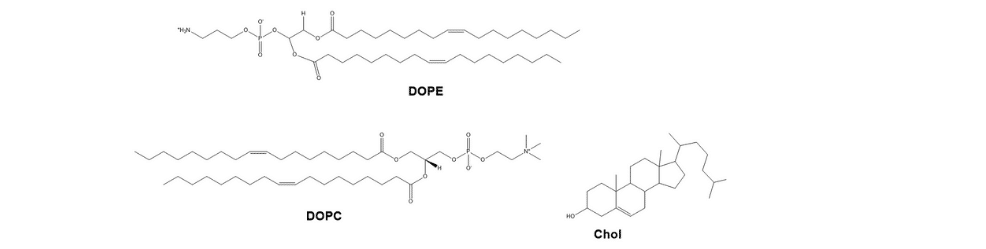 Figure 6: Neutral Lipids. Chemical structures of lipids used in T cell transfection 