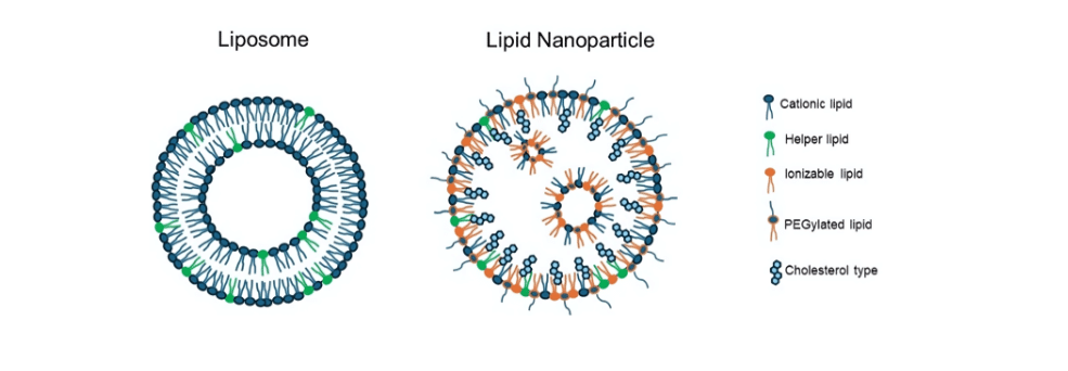Figure 4: Representative structure of liposomes and lipid nanoparticles comprising their lipid components. 